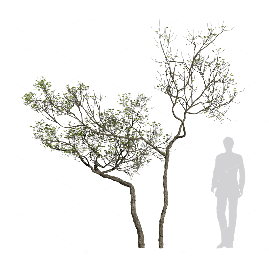 Trees 3D Models