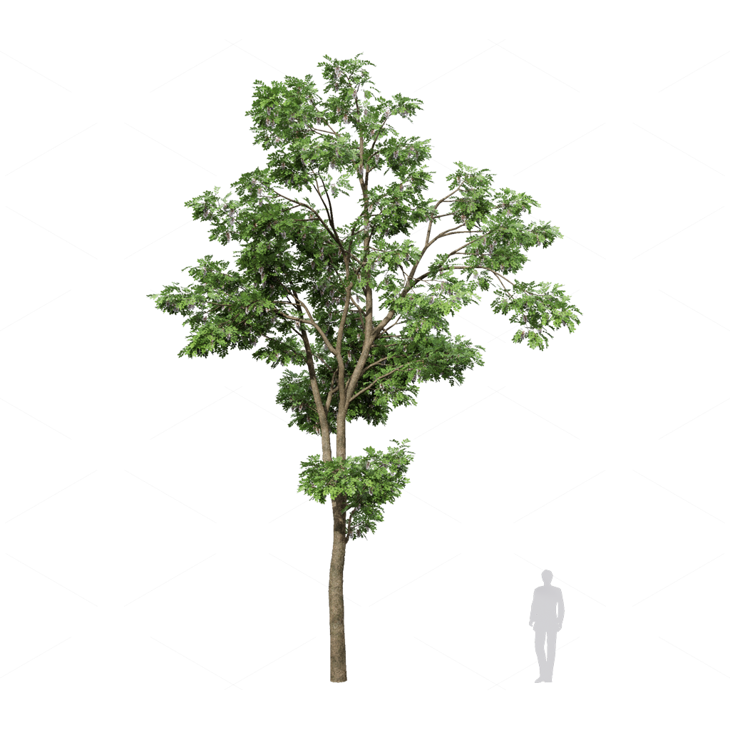 Trees 3D Models
