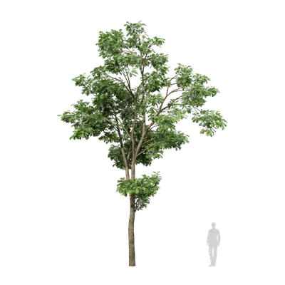 Styphnolobium japonicum 02 3d model