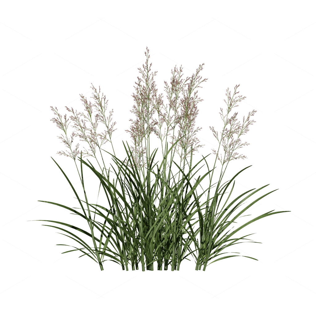 Flowers 3D Models