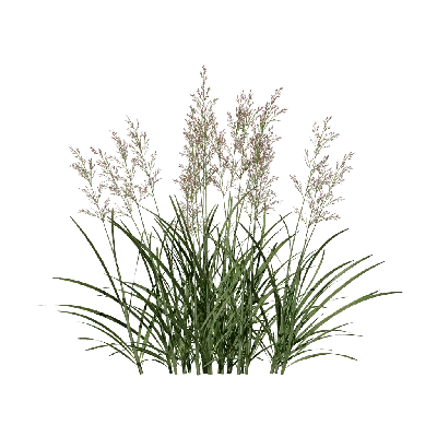 Tridens flavus 01 3d model