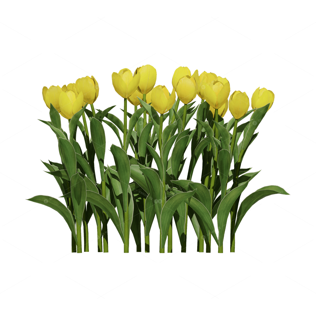 Flowers 3D Models
