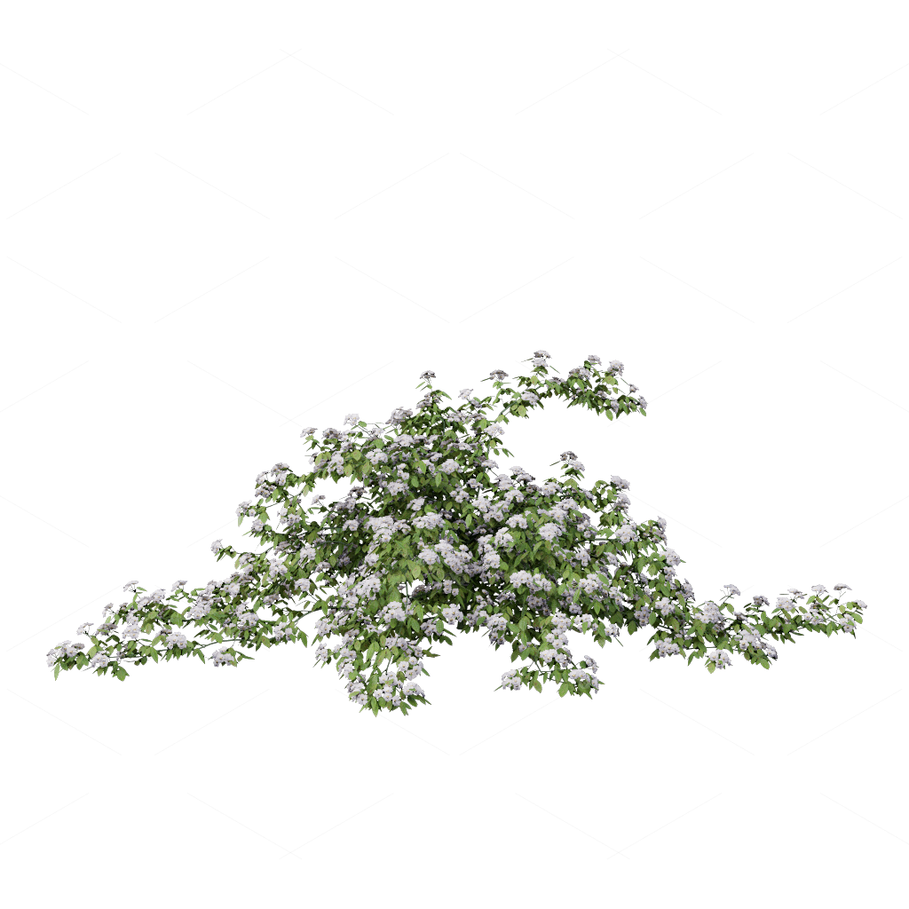 Climbing Plants 3D Models