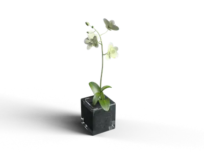 Minimalist Black Cube Planter With Orchid 3d model