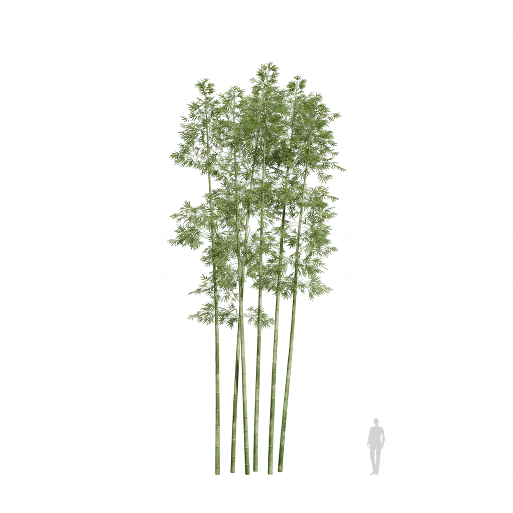 Other Botanicals 3D Models