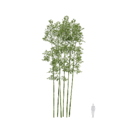 Bamboo Bambusoideae 12