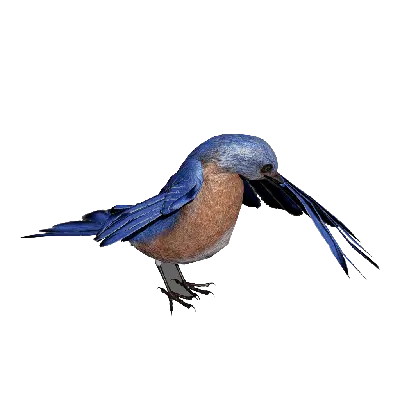 BlueBird Bathing 3d model