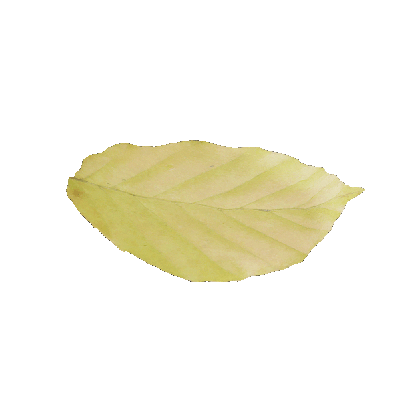 Other Plants leaf 58