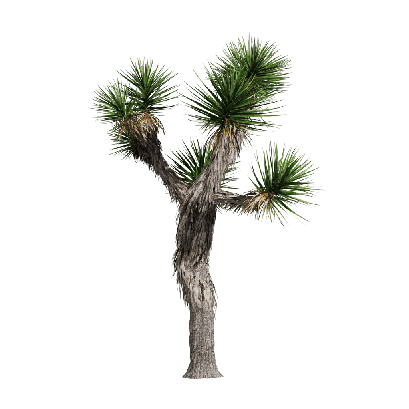 Xerophytes Yucca brevifolia 02