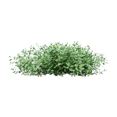 Crops Vaccinium 01