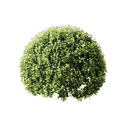 Shrub Ligustrum vicaryi Rehder