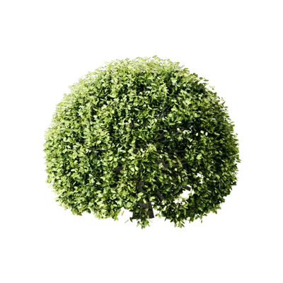 Ligustrum vicaryi Rehder