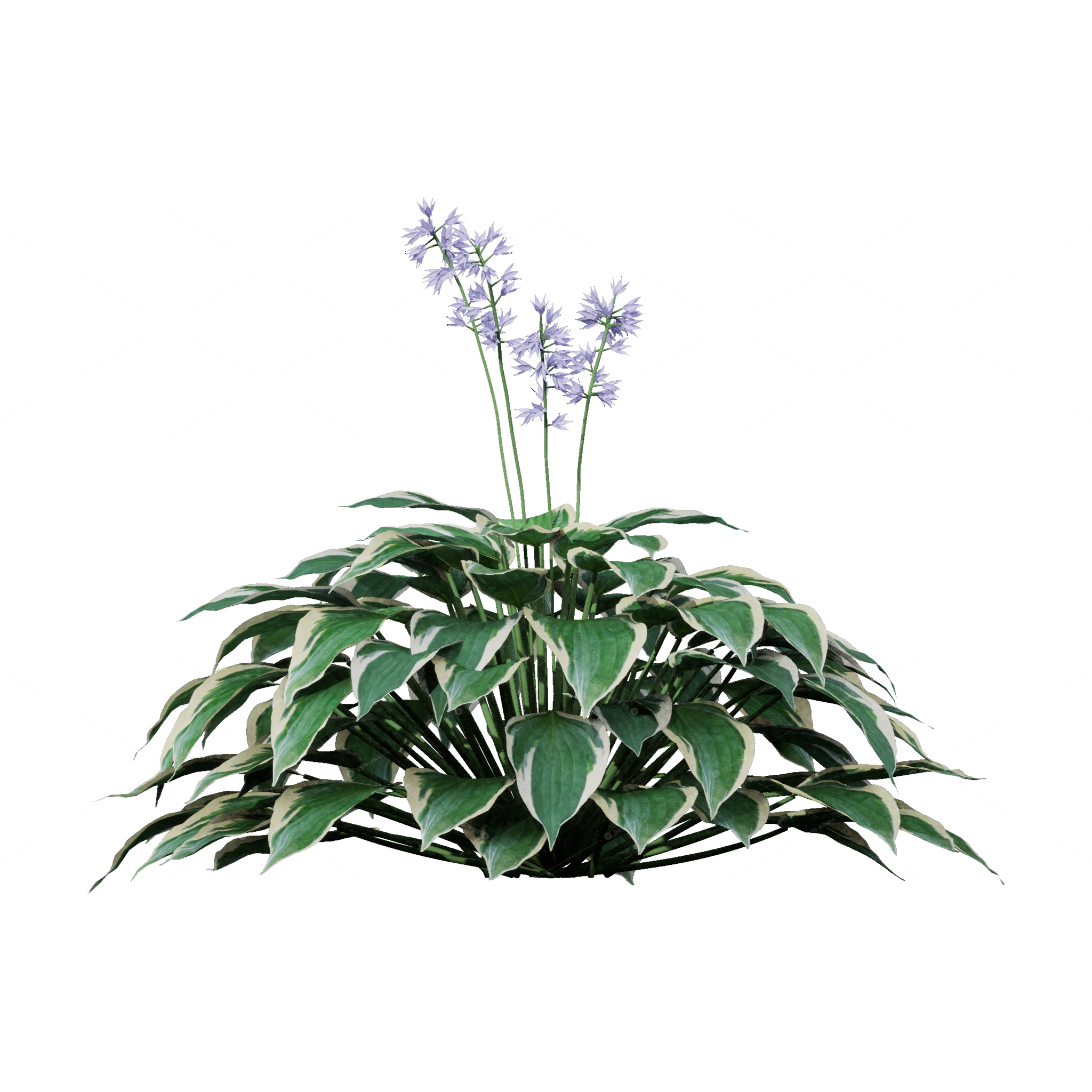 Flowers 3D Models