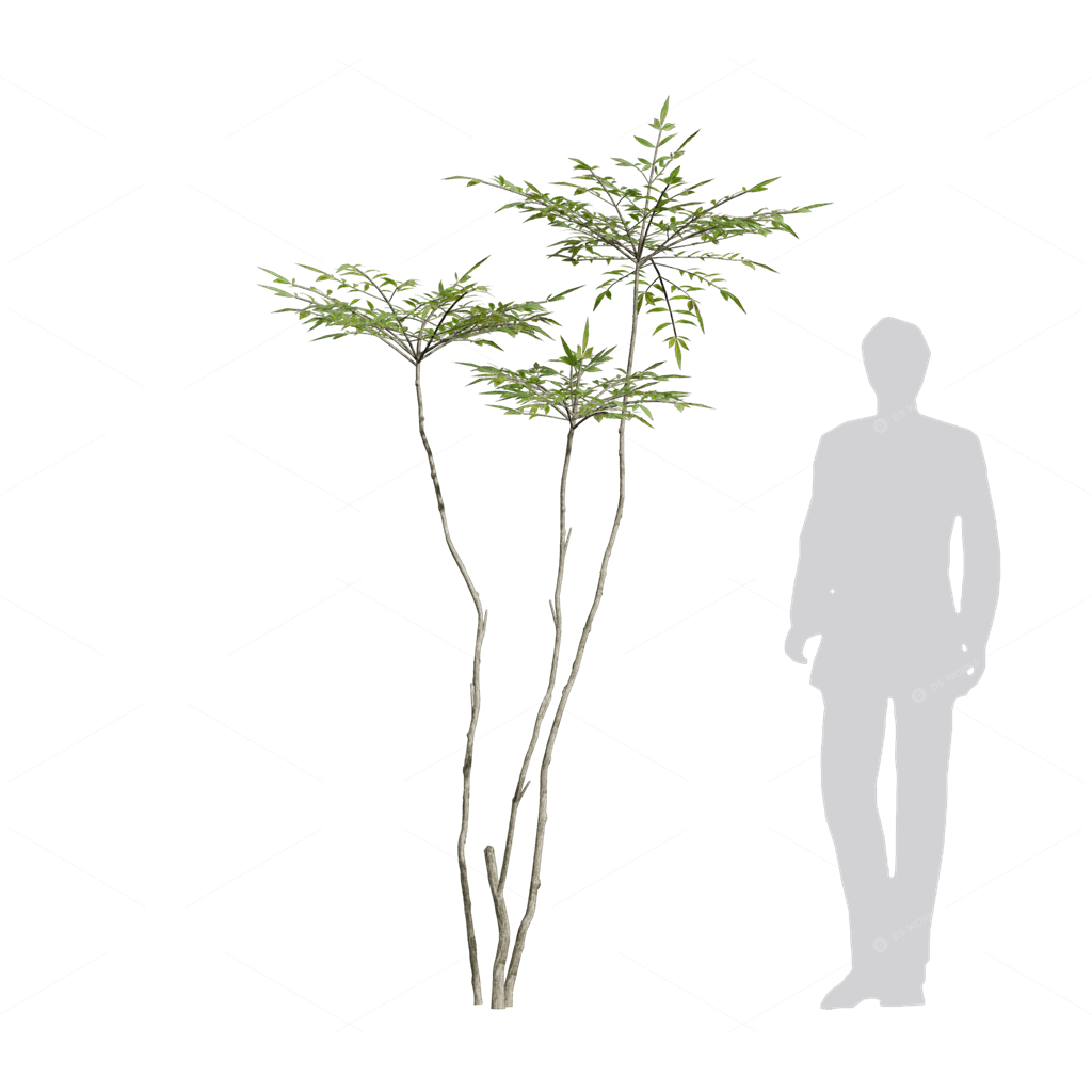 Trees 3D Models