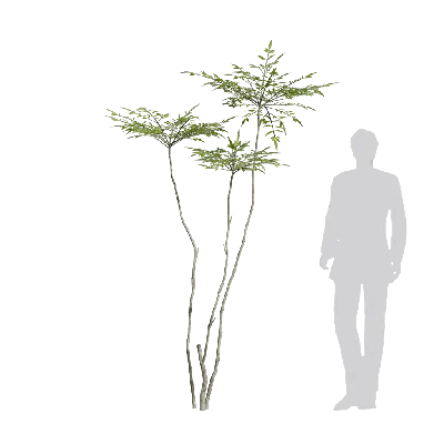 Nandina domestica 09 3d model
