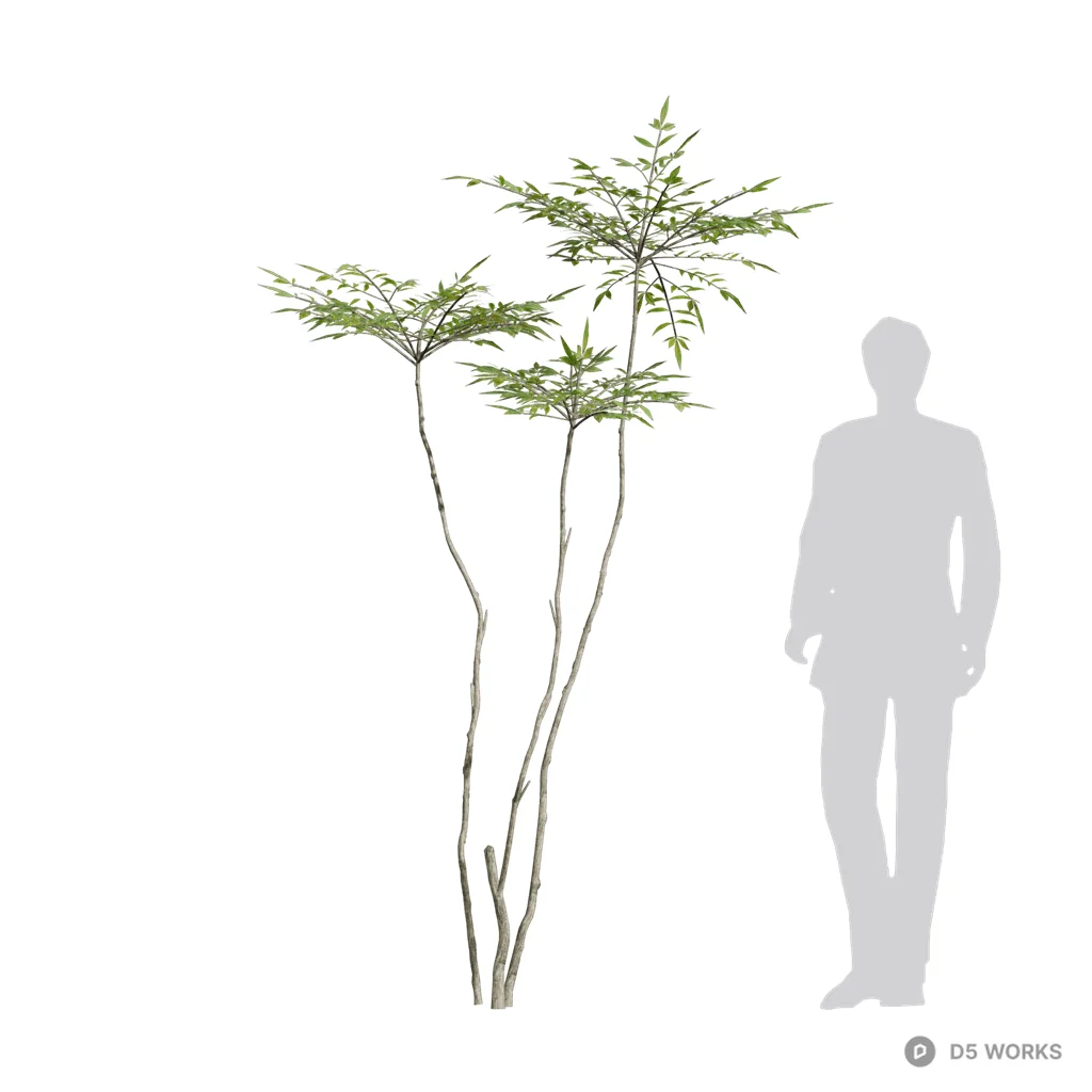 Nandina domestica 09 3d model - Image 1