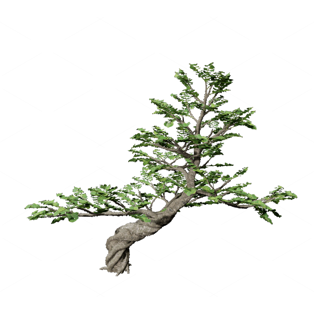 Shrubs 3D Models