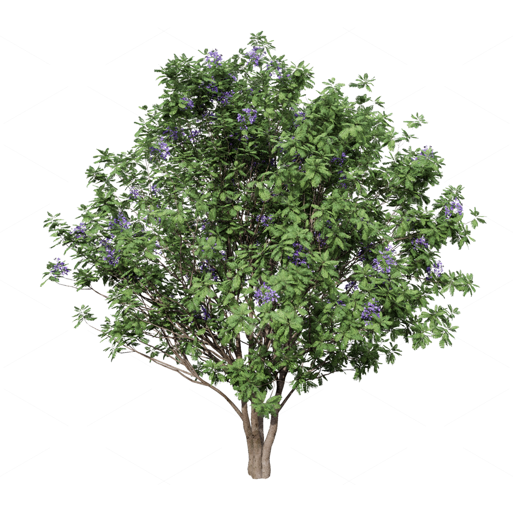 Trees 3D Models