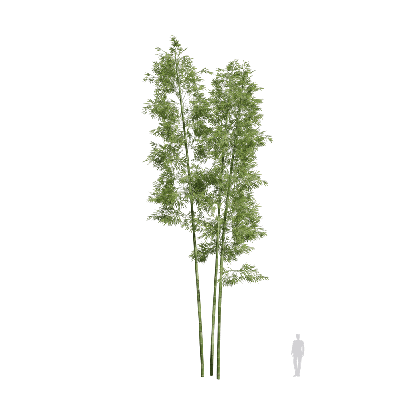 Bamboo Bambusoideae 09