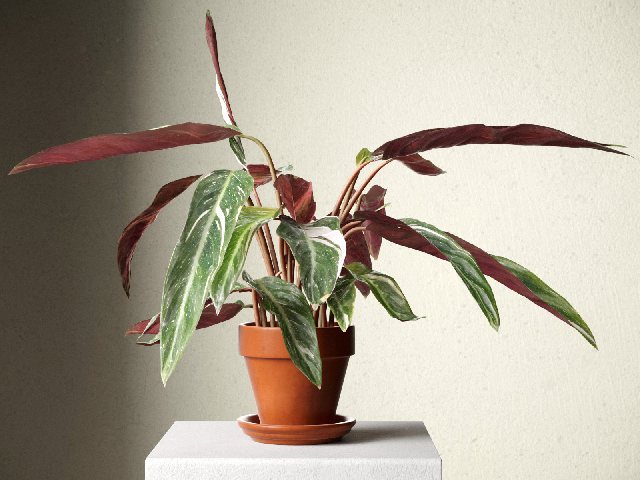 Modern Potted Plant
