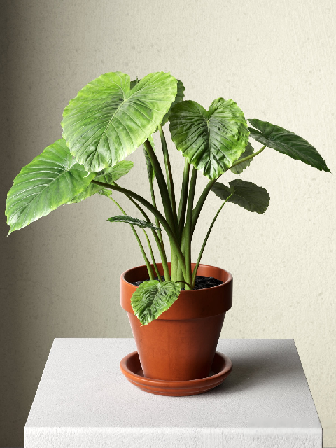 Modern Potted Plant