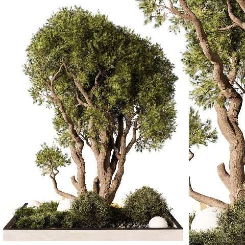 Modern Coniferous Tree