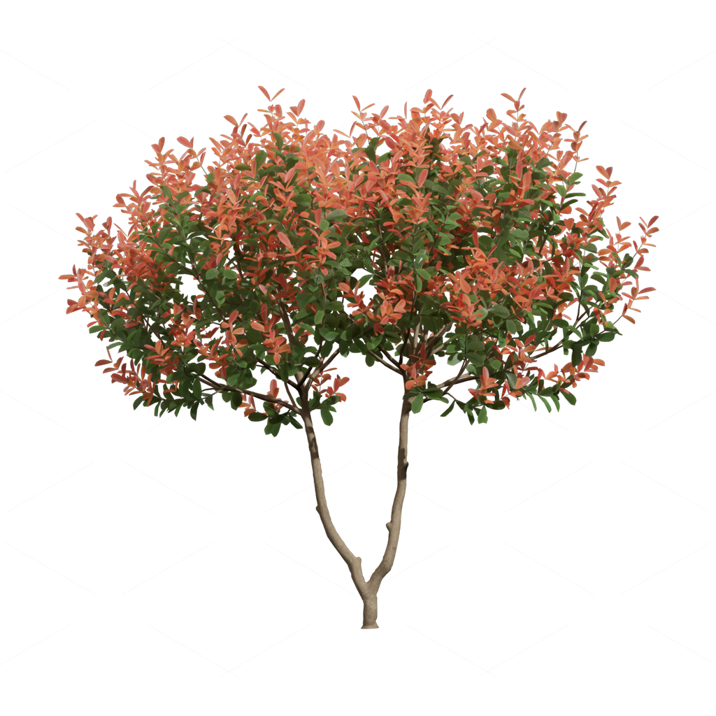Shrubs 3D Models