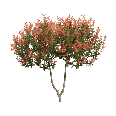 Photinia fraseri 05 3d model