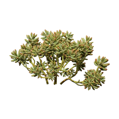Sedum pachyphyllum 04