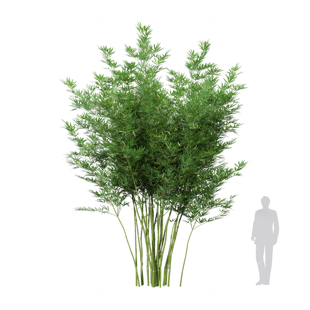 Other Botanicals 3D Models