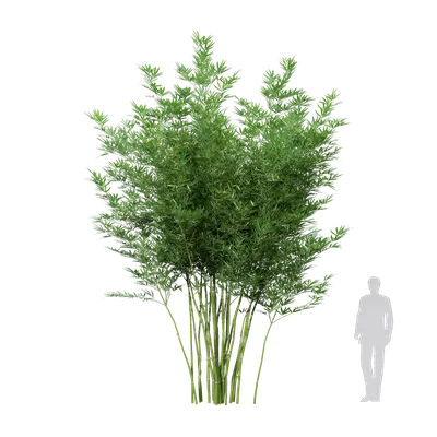 Alphonse karr bamboo 03