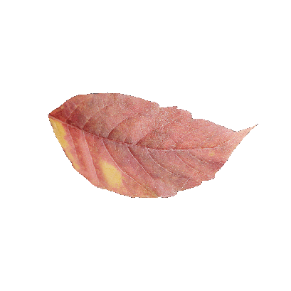 Other Plants leaf 60