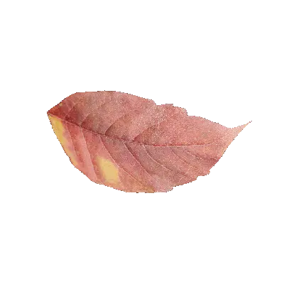 leaf 60