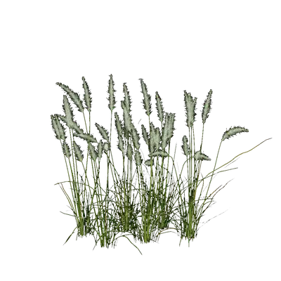 Pennisetum setaceum 02 3d model