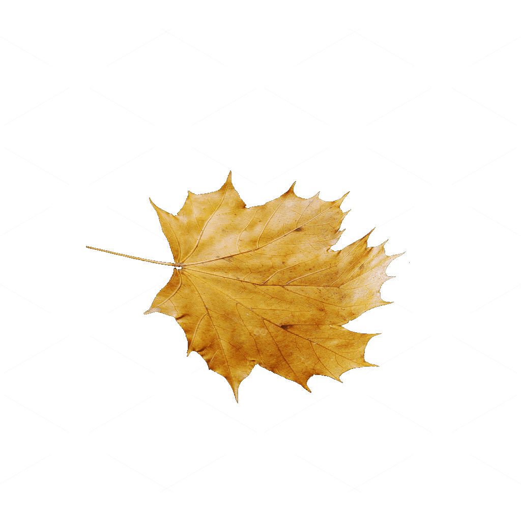 Other Botanicals 3D Models