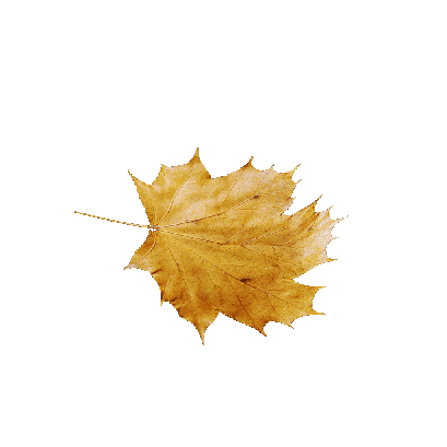 Other Plants Maple Leaf 38 