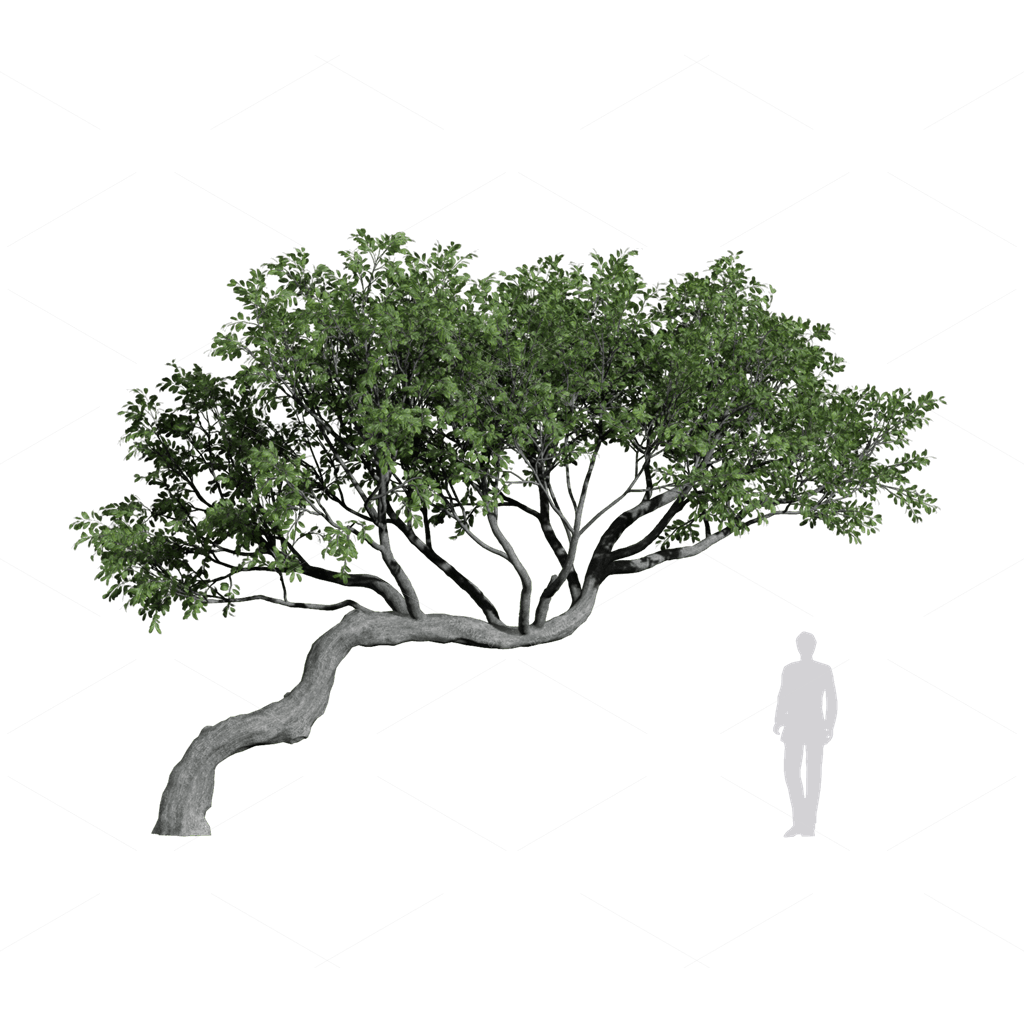 Trees 3D Models