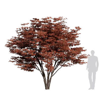 Acer palmatum Atropurpureum 11 3d model