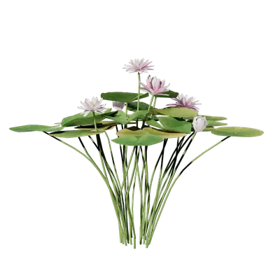 Nymphaea tetragona 04