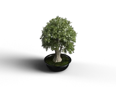 Potted Plant 3d model