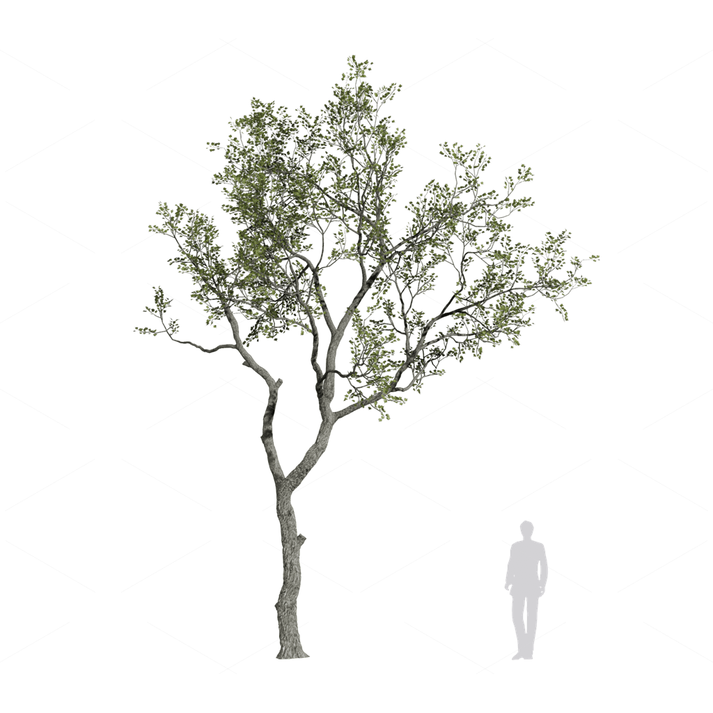 Trees 3D Models