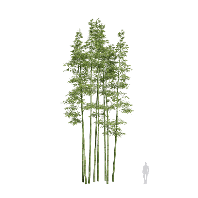 Bamboo Bambusoideae21