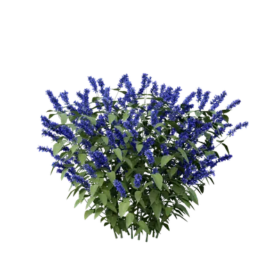 Salvia guaranitica 04