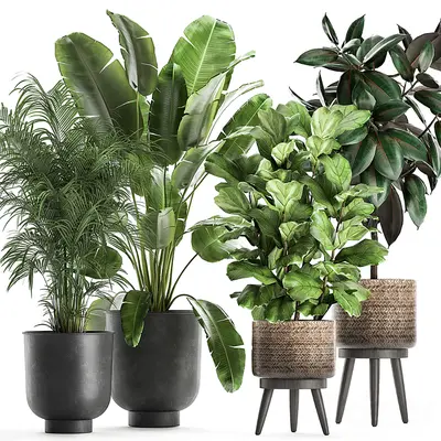 Potted Plants In Modern Planters 3d model