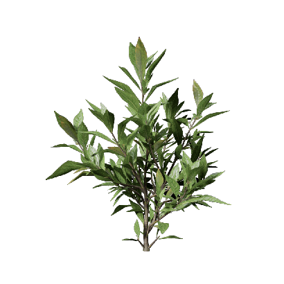 Shrub Gardenia jasminoides 01