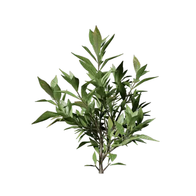 Gardenia jasminoides 01