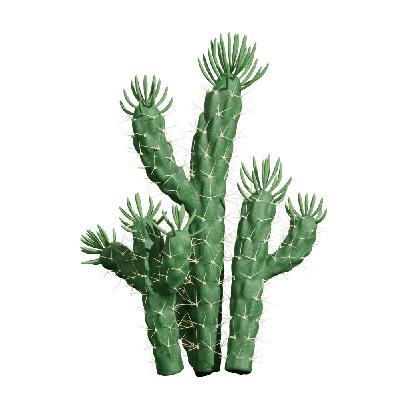 Xerophytes Austrocylindropuntia subulata 02