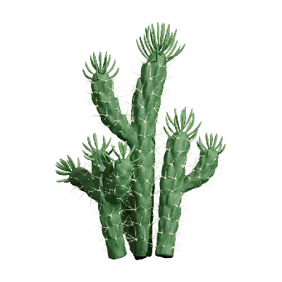 Austrocylindropuntia subulata 02