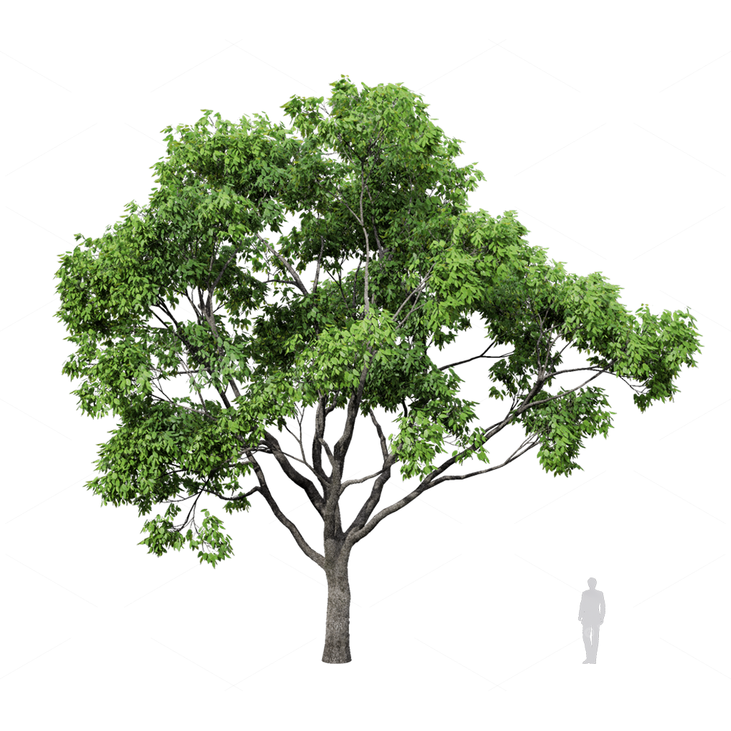 Trees 3D Models