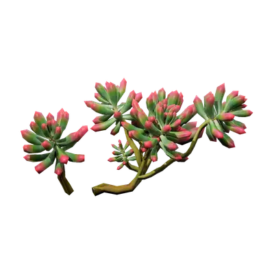 Sedum pachyphyllum 05